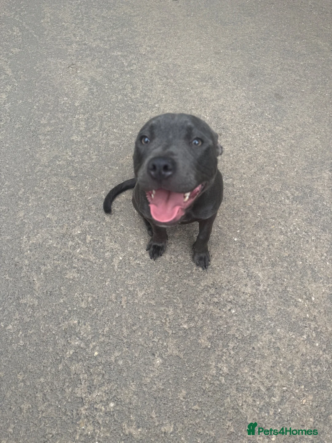 Staffordshire Bull Terrier dogs for sale: 1.5 year old beautiful  female blue  staffy in Newark - Advert 1