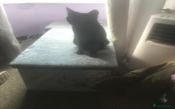 Domestic Shorthair cats for sale: Kittens - Image 4