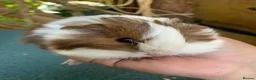 Guinea Pig rodents for sale: Baby Guinea pigs  - Advert 4