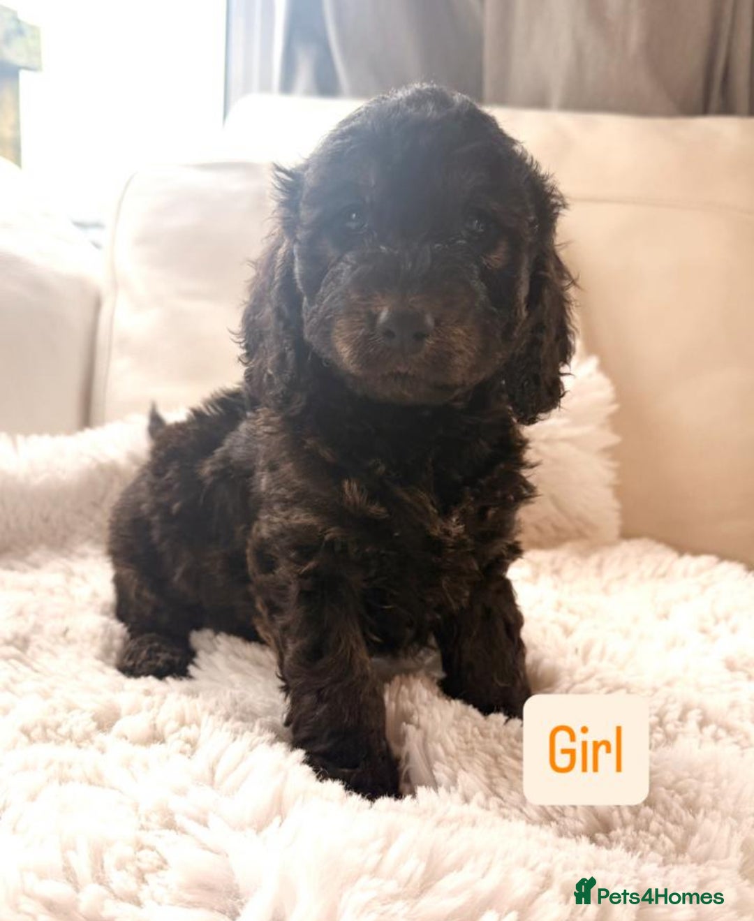 Cockapoo dogs for sale: Gorgeous F1 Cockapoo’s  - Advert 12