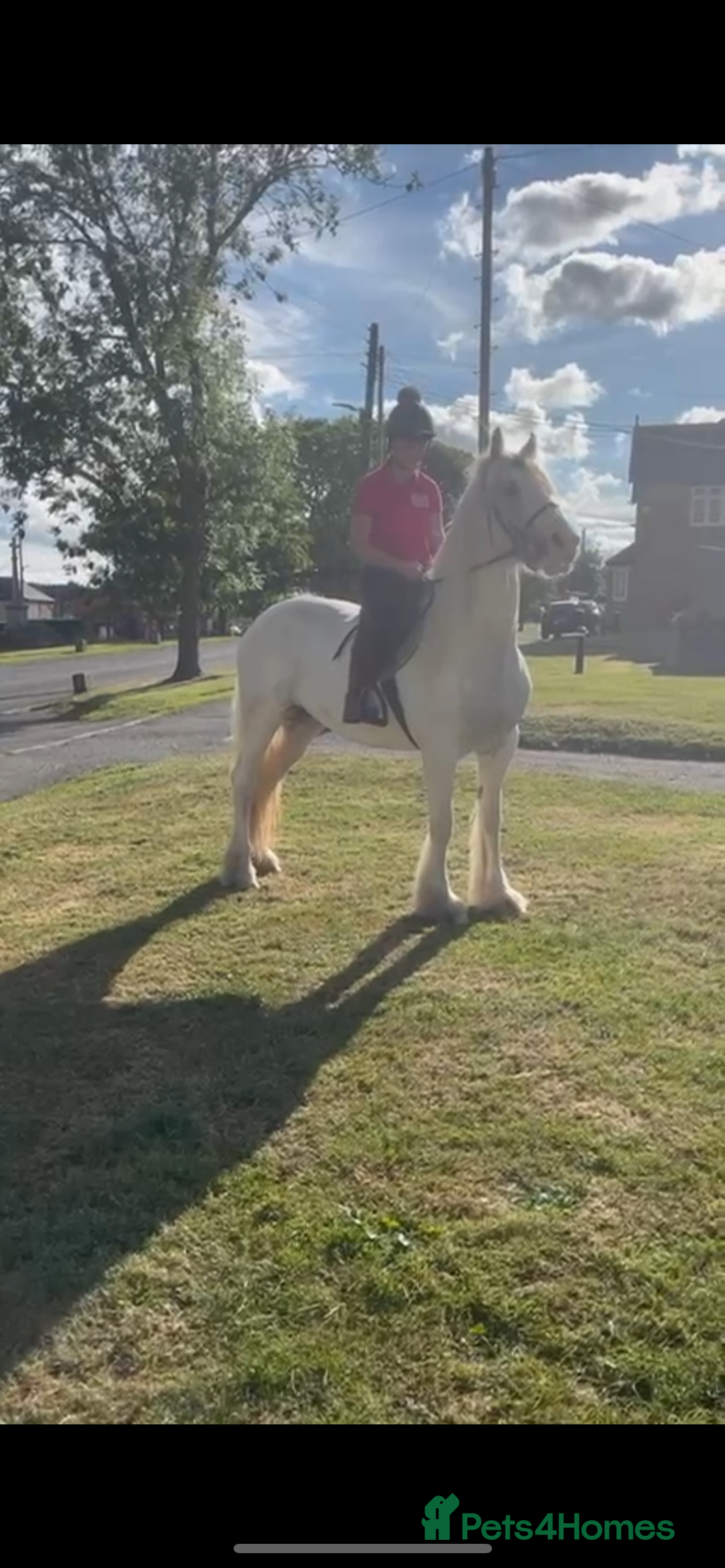 Irish Cob horses for sale: Best in blue 💙 - Image 4