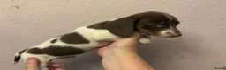 Miniature Dachshund dogs for sale: Beautiful rare piebald miniature dachshund puppies - Advert 9