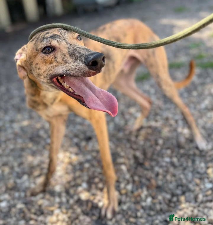 Lurcher dogs Puppy Max wants a new loving forever home - Advert 5