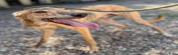 Lurcher dogs for adoption: Puppy Max wants a new loving forever home - Advert 1