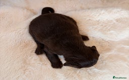 Labradoodle dogs for sale: ** RARE SILVER , CHOC & EBONY F1 LABRADOODLE PUPS  - Image 12