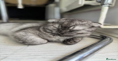 Scottish Fold cats - Advert 1