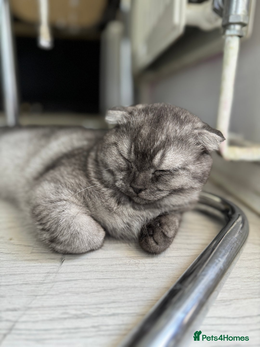 Scottish Fold cats for sale: Scottish Fold Kittens Ready for Permanent Homes ✨ - Image 3