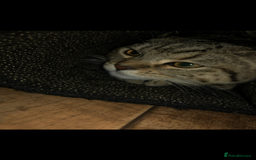 Brazilian Shorthair cats for sale: Beautiful cat British shorthair x tabby cat - Image 5