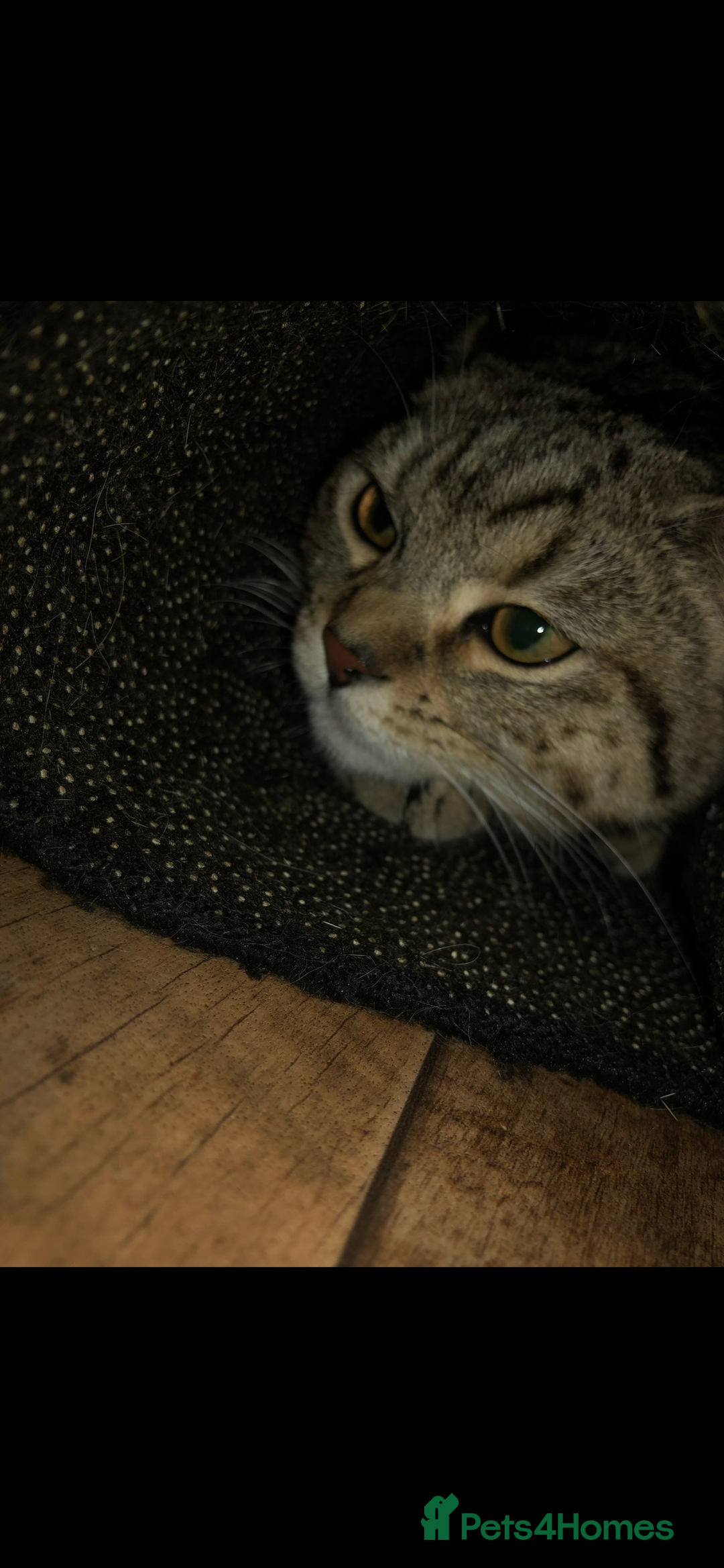 Brazilian Shorthair cats for sale: Beautiful cat British shorthair x tabby cat - Image 5