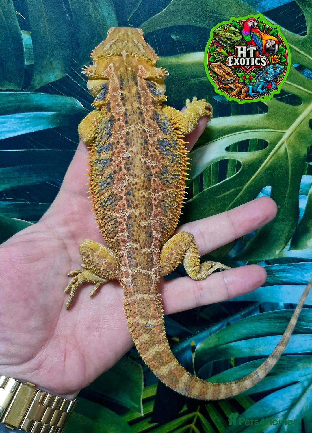 Bearded Dragon reptiles for sale: Bearded dragon Holdback release at HT exotics! - Advert 14