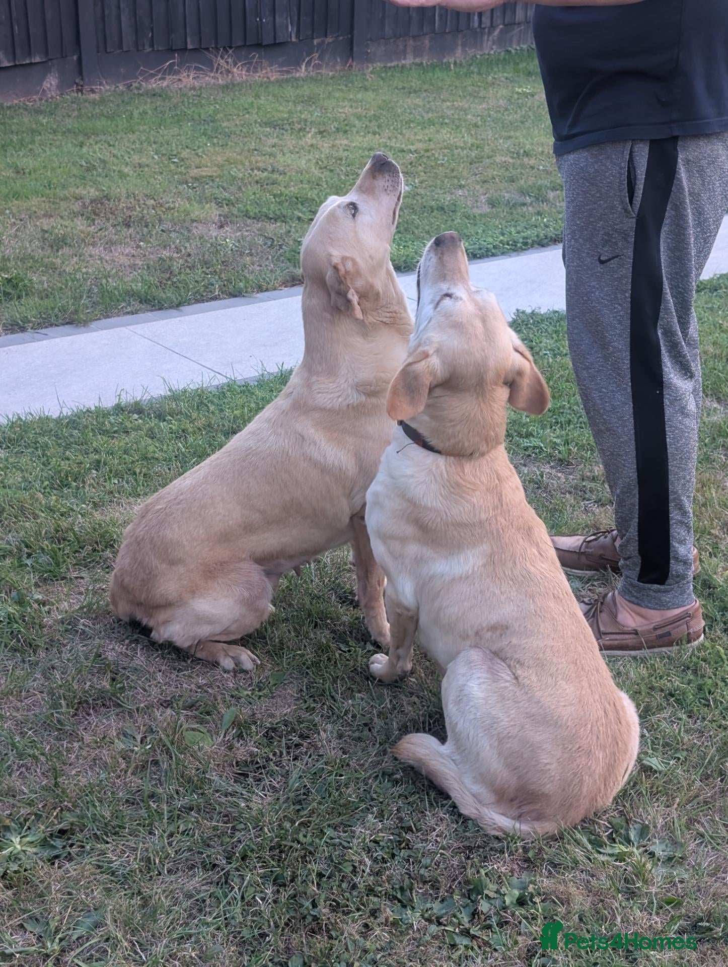 Labrador Retriever dogs Dolly&Patsy❤️ KC Reg Labs Looking for Forever Home - Advert 4