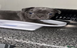 French Bulldog dogs for sale: MerlexIsabella puppy’s  - Image 5