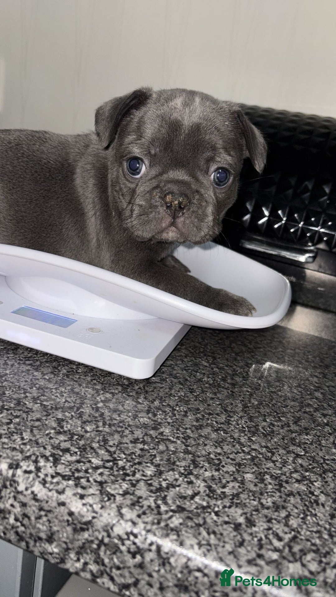 French Bulldog dogs for sale: MerlexIsabella puppy’s  - Image 5