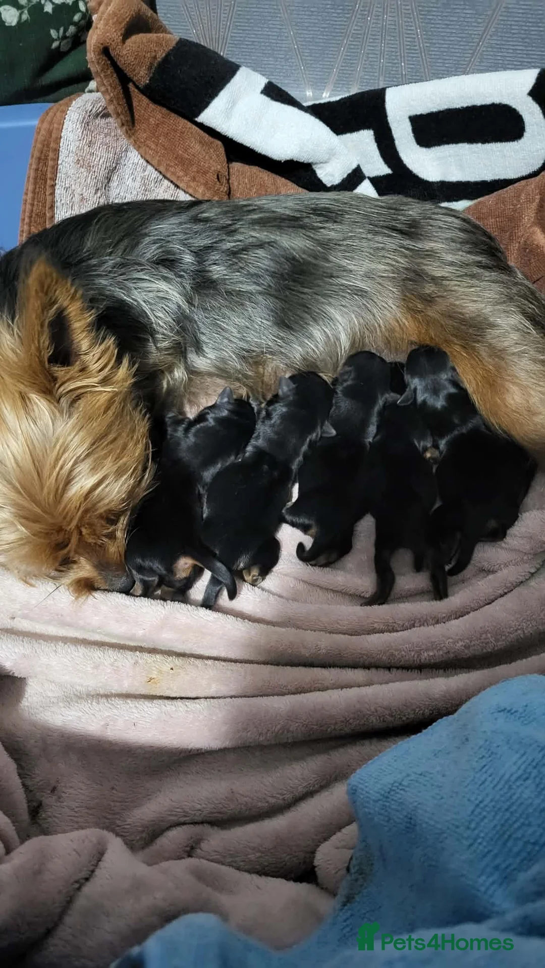 Yorkshire Terrier dogs for sale: One beautiful Yorkshire terrier boy - Advert 1