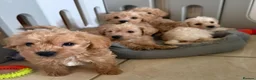 Westiepoo dogs for sale: Toy WESTIE-POO Puppies (West Highland x Toy Poodle - Advert 11