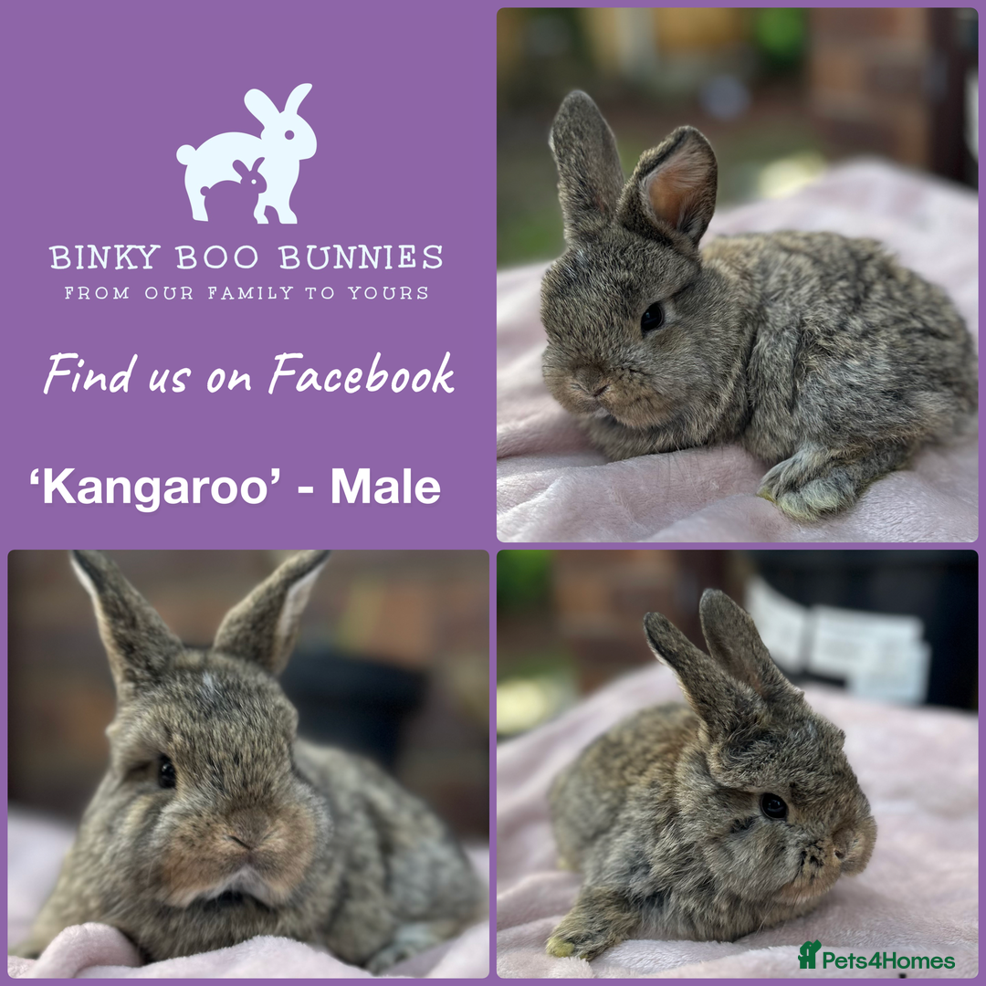 Mini Lop rabbits for sale: Mini Lop Babies- Ready 23/12 - Reserve Now - Advert 3