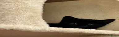 Mixed Breed Kitten 1