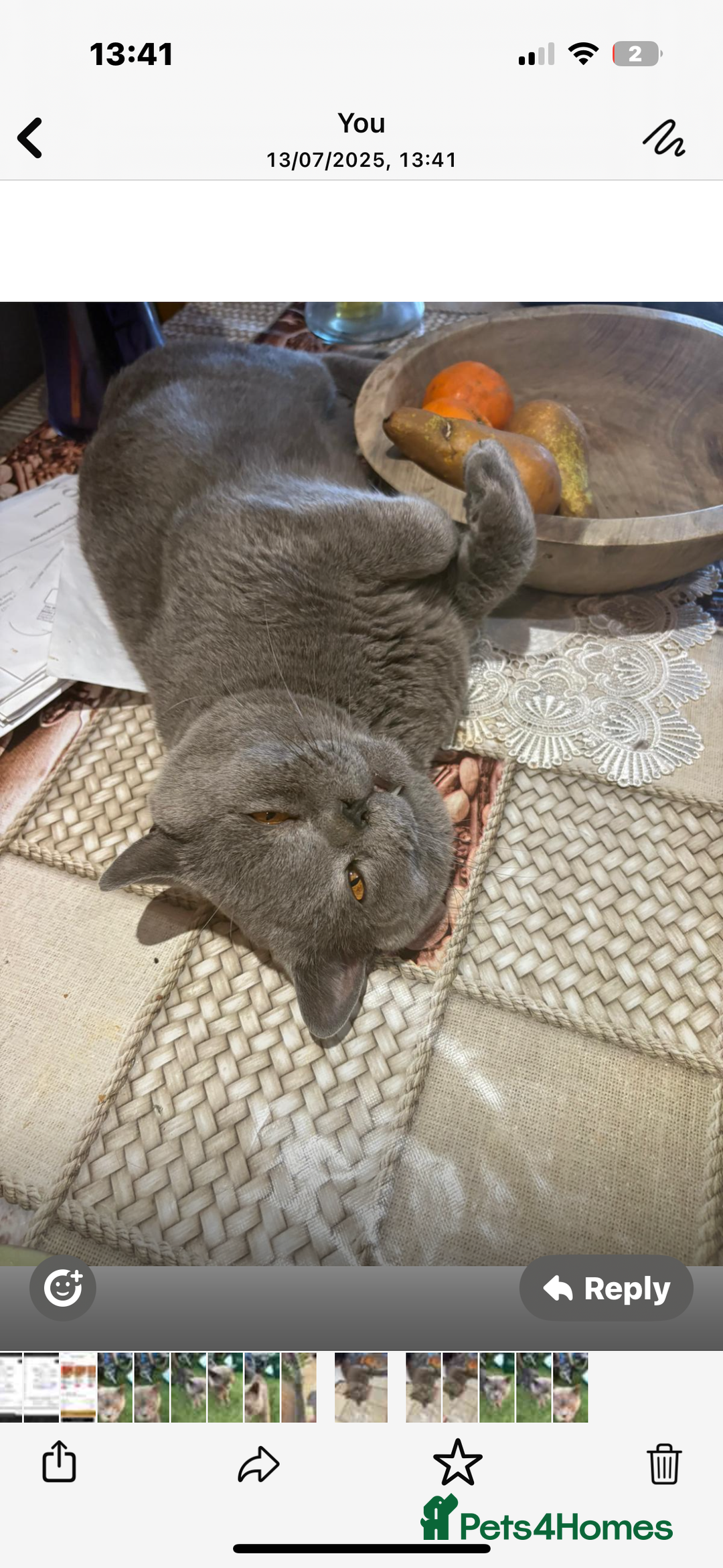 British Shorthair cats for sale: British Shorthair kittens  - Image 9