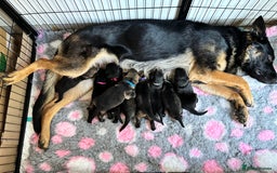 German Shepherd dogs for sale: KC Registered Working Line German Shepherd Puppies - Image 1