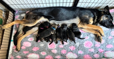 German Shepherd dogs - Advert 3