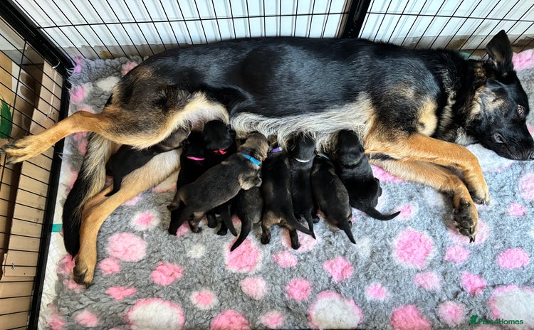 German Shepherd dogs - Advert 2