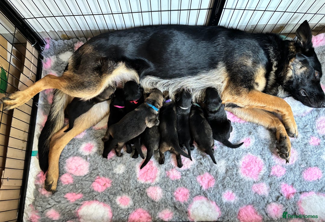 German Shepherd dogs for sale: KC Registered Working Line German Shepherd Puppies - Image 1