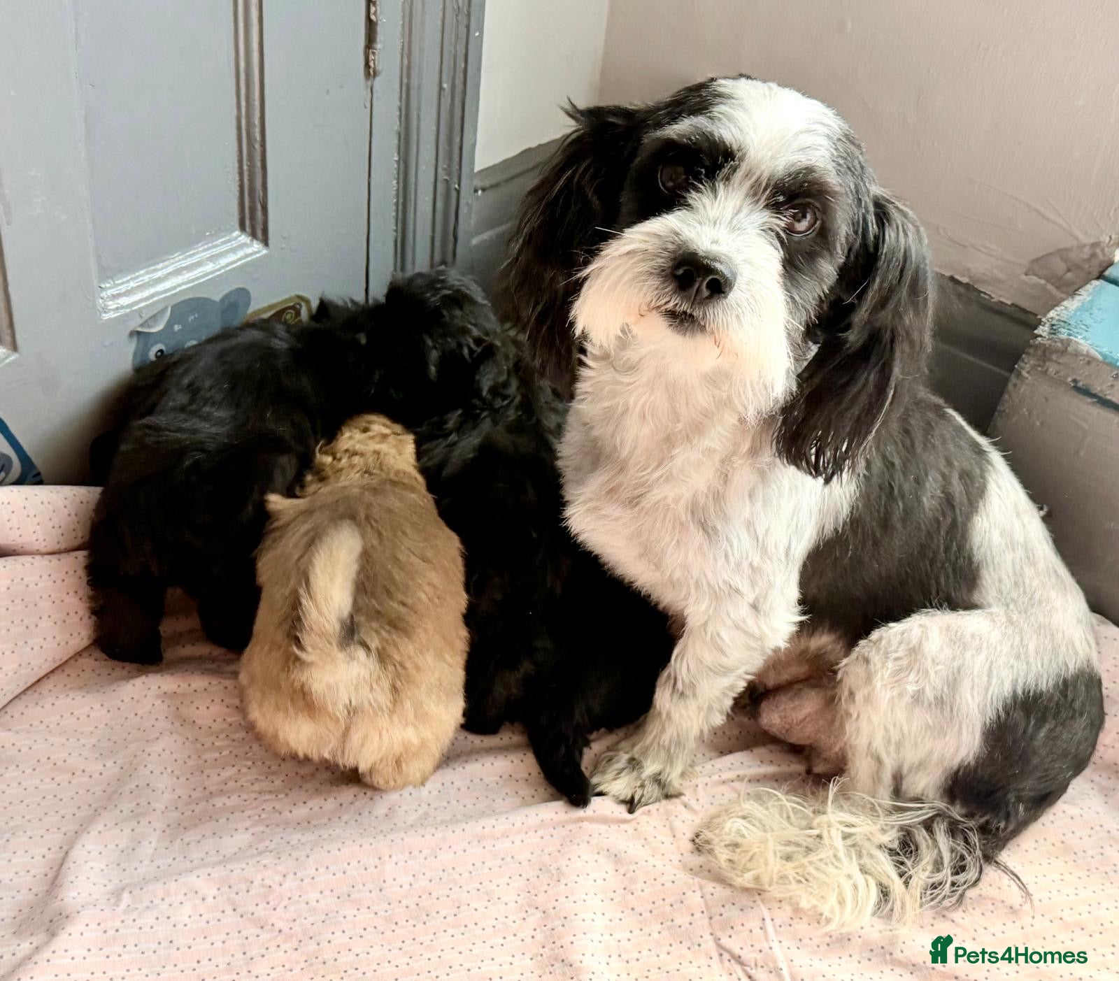 Mixed Breed dogs for sale: havanese and shitzu puppies - Advert 1
