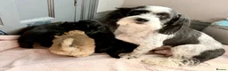 Mixed Breed dogs for sale: havanese and shitzu puppies - Advert 1