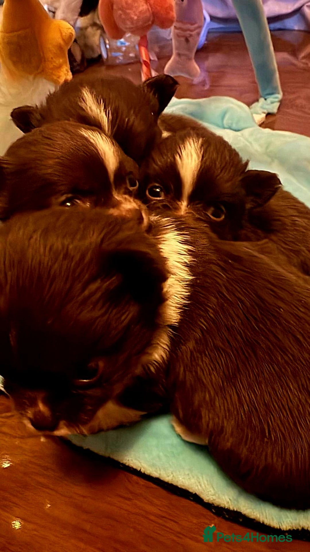 Chihuahua dogs for sale: Beautiful chihuahua babies - Advert 4