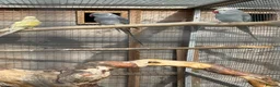 Ringnecks birds for sale: breeding pair of ringnecks - Advert 2