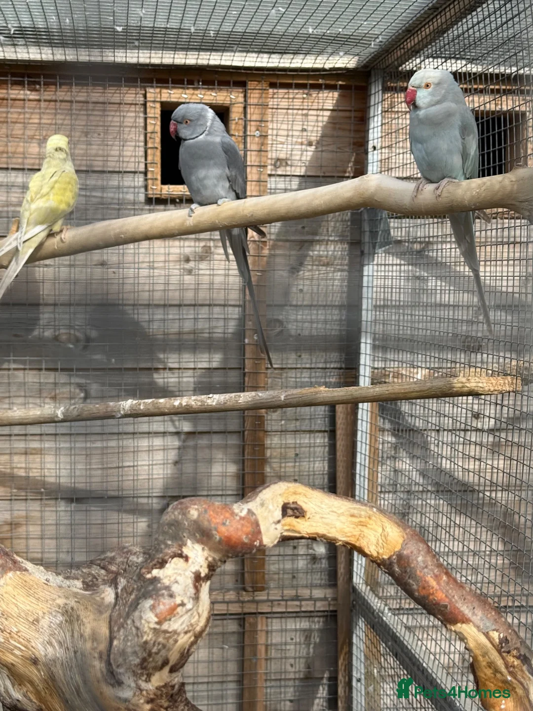 Ringnecks birds for sale: breeding pair of ringnecks - Advert 2