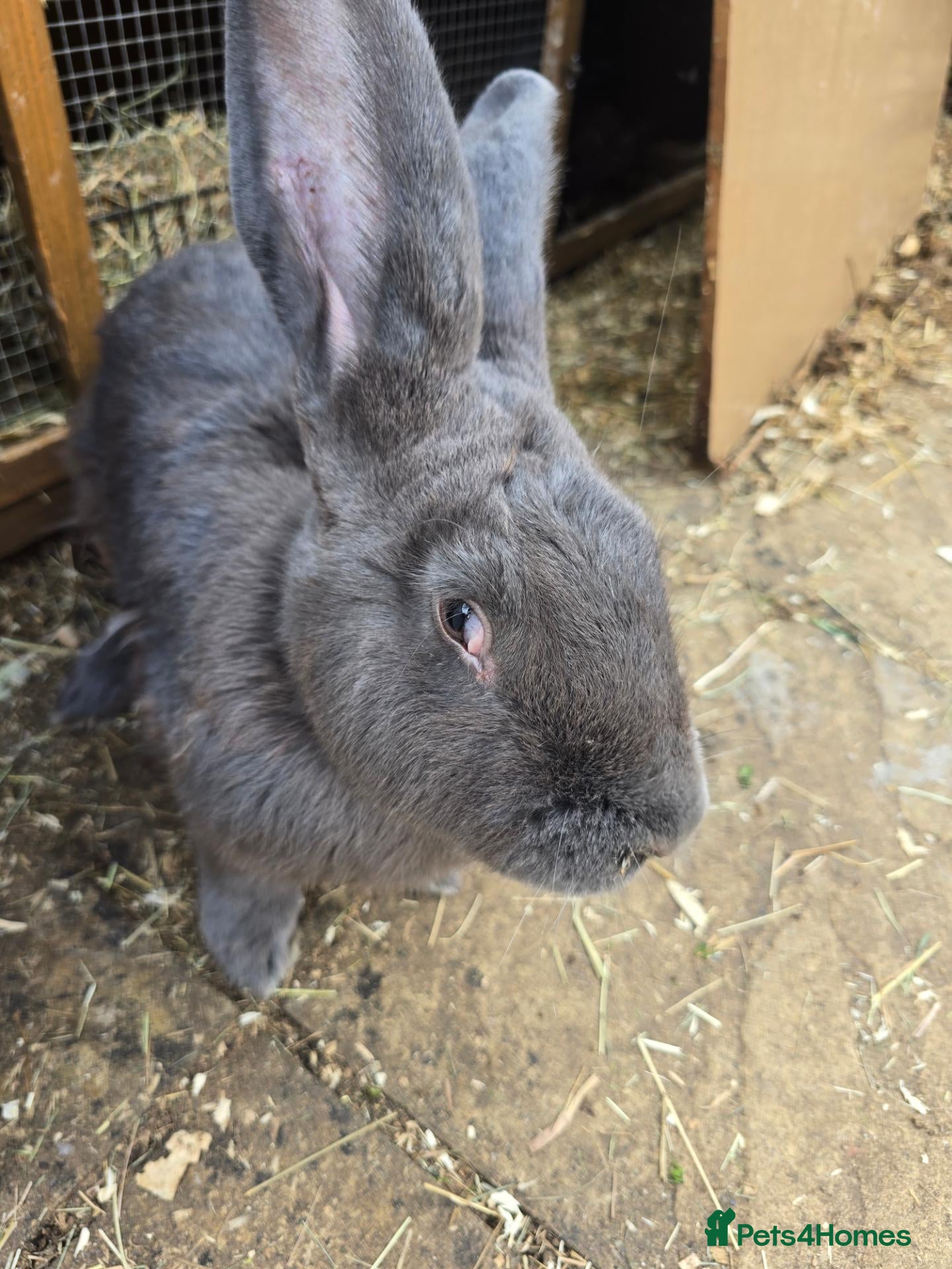 Continental Giant rabbits Continental Giant Rabbit Kits Bookings Now Open 🐰 - Advert 1