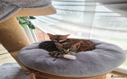 Bengal cats for sale: Bengal kittens - Image 5