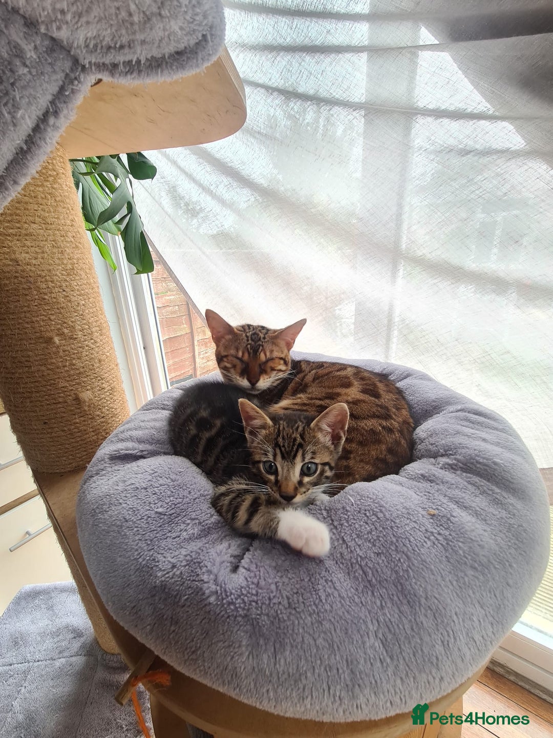 Bengal cats for sale: Bengal kittens - Image 5