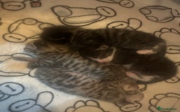 Bengal cats for sale: Beautiful Bengal kittens  - Image 5