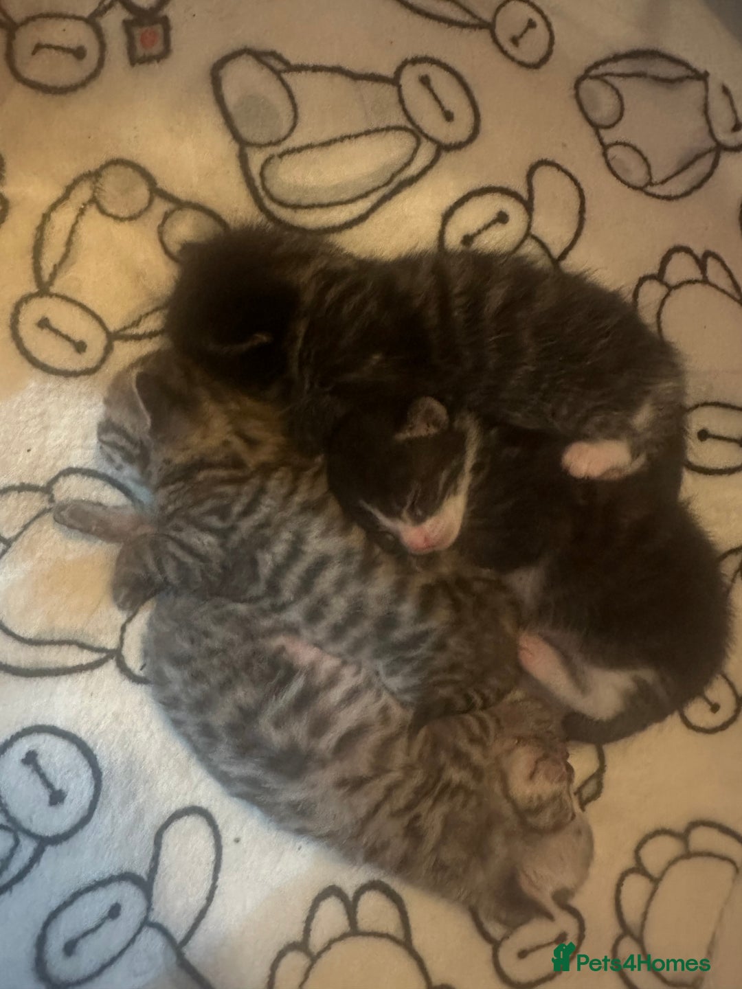 Bengal cats for sale: Beautiful Bengal kittens  - Image 5