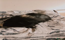 Guinea Pig rodents for sale: 4 Guinea pigs boys and girls  - Image 3
