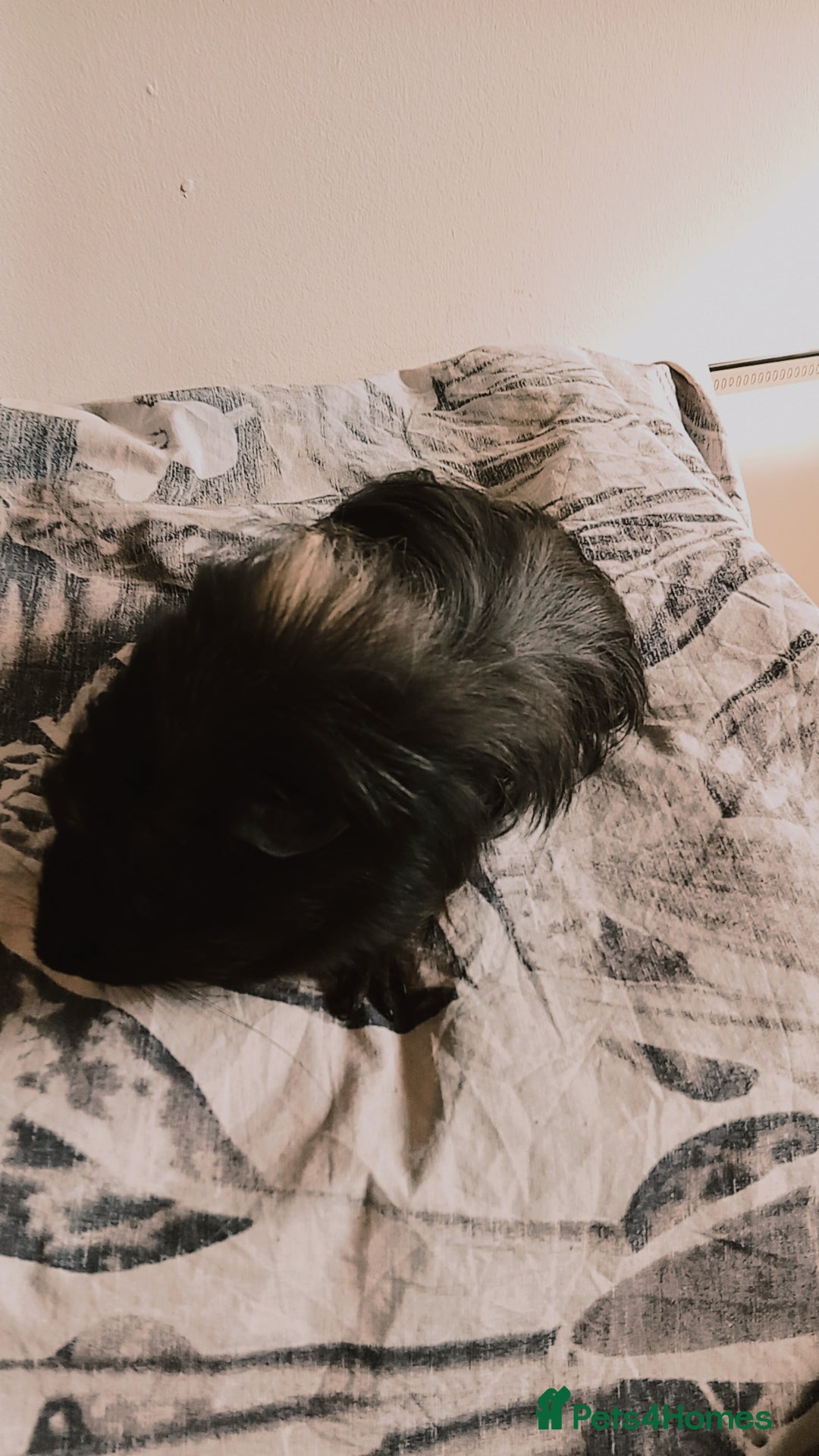 Guinea Pig rodents for sale: 4 Guinea pigs boys and girls  - Image 3