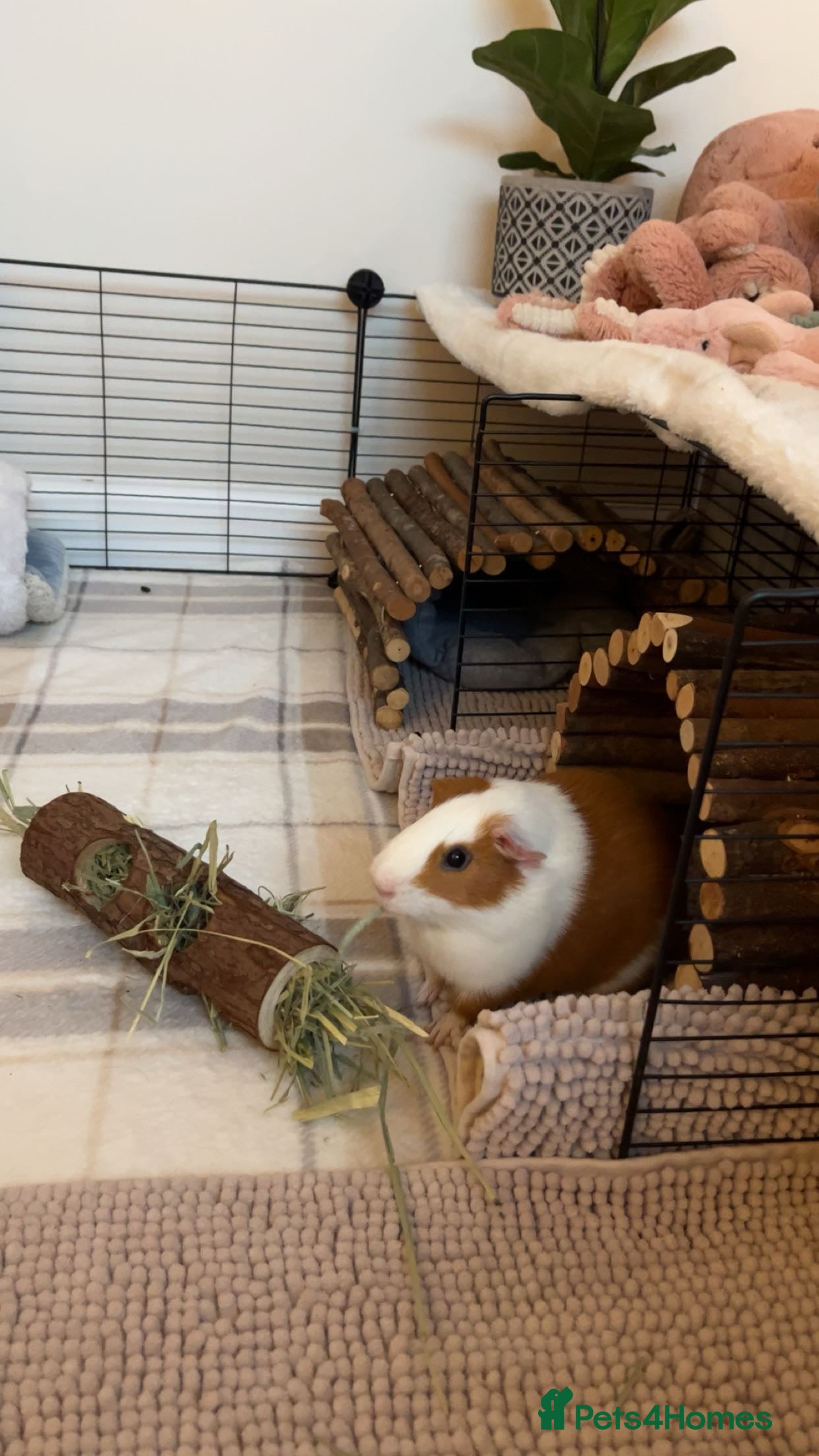 Guinea Pig rodents Neutered male guinea pig. - Advert 1