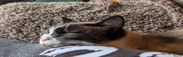 Mixed Breed cats for sale: 3 year old female and male cats - Advert 3