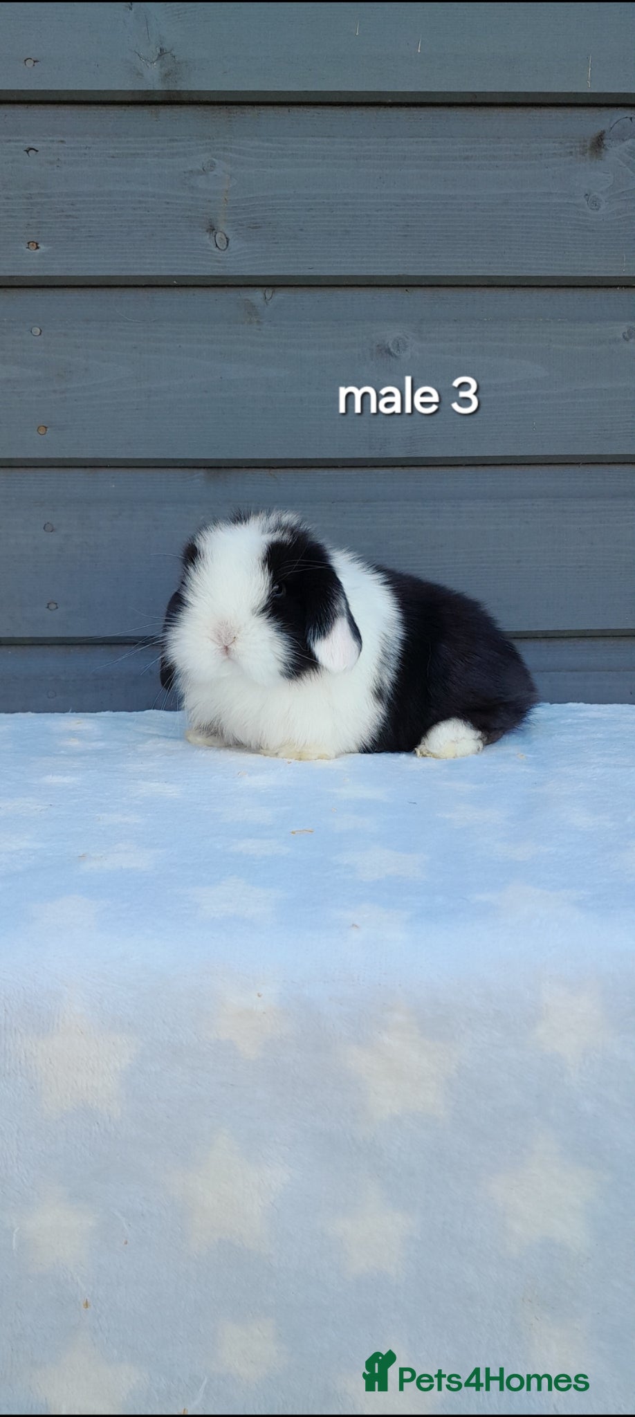 Mini Lop rabbits Male and female minilops - Advert 2