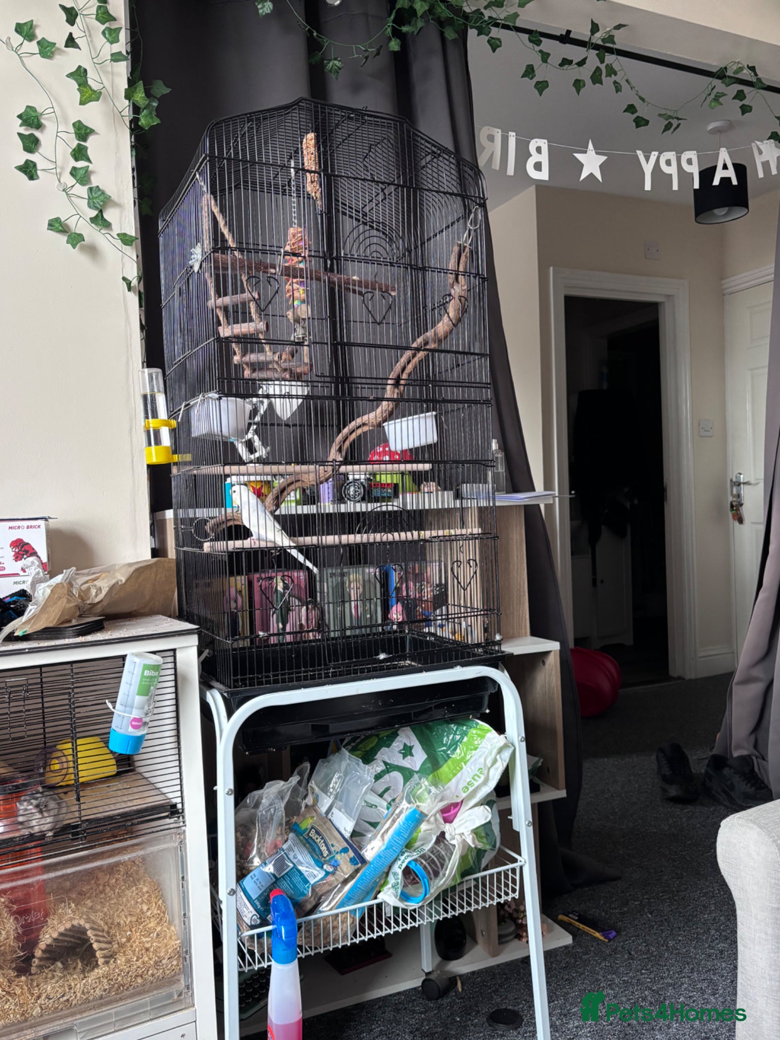 Budgerigars birds Budgie  - Advert 8