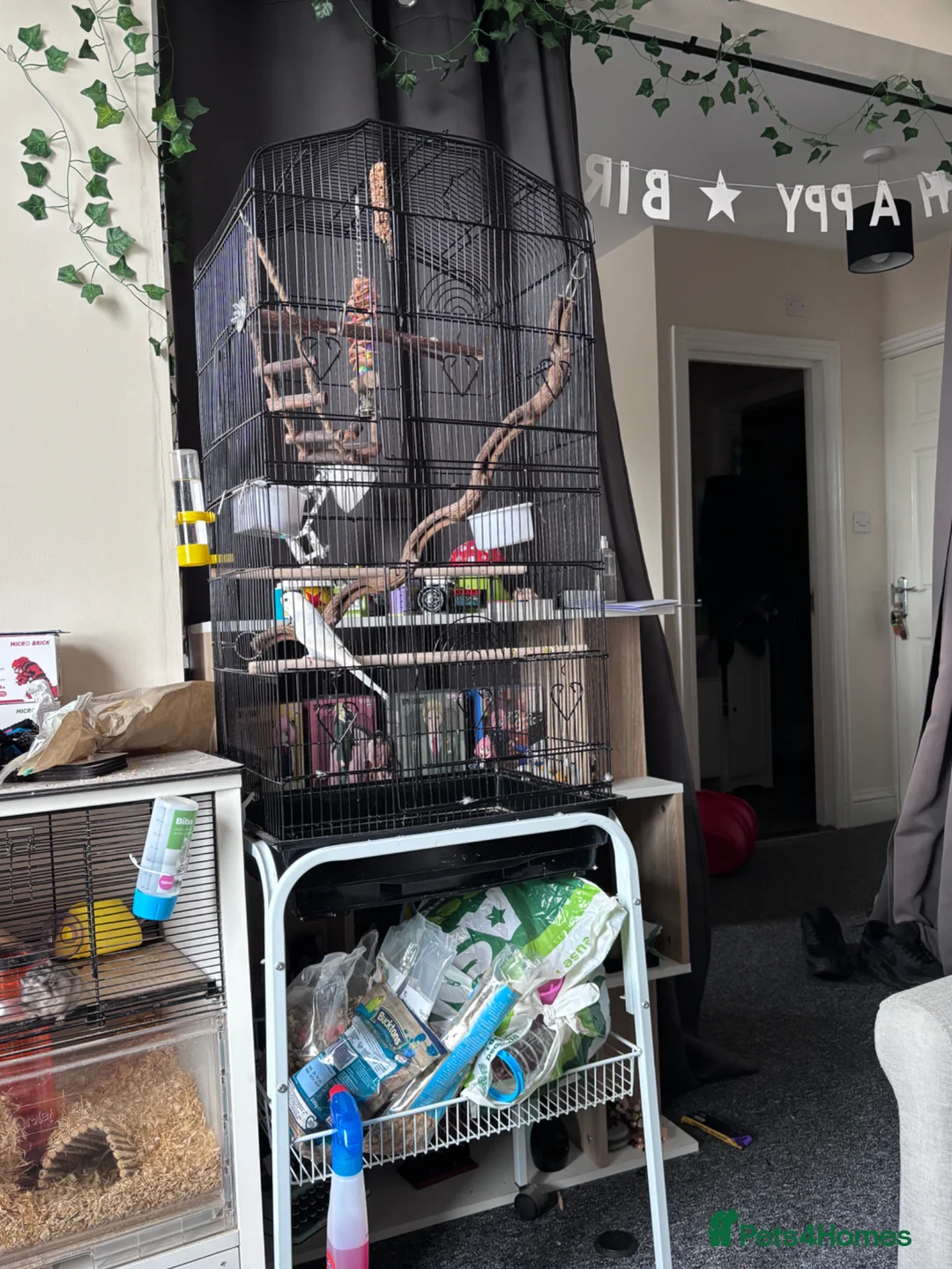 Budgerigars birds for sale: Budgie  in Gosport - Advert 1