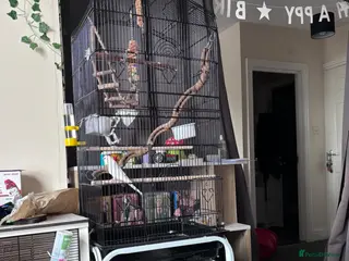 Budgerigars birds Budgie - Advert 8