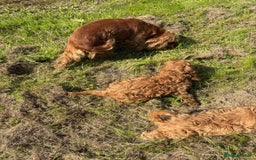 Cockapoo dogs for sale: Red Cockapoos for sale - Image 4