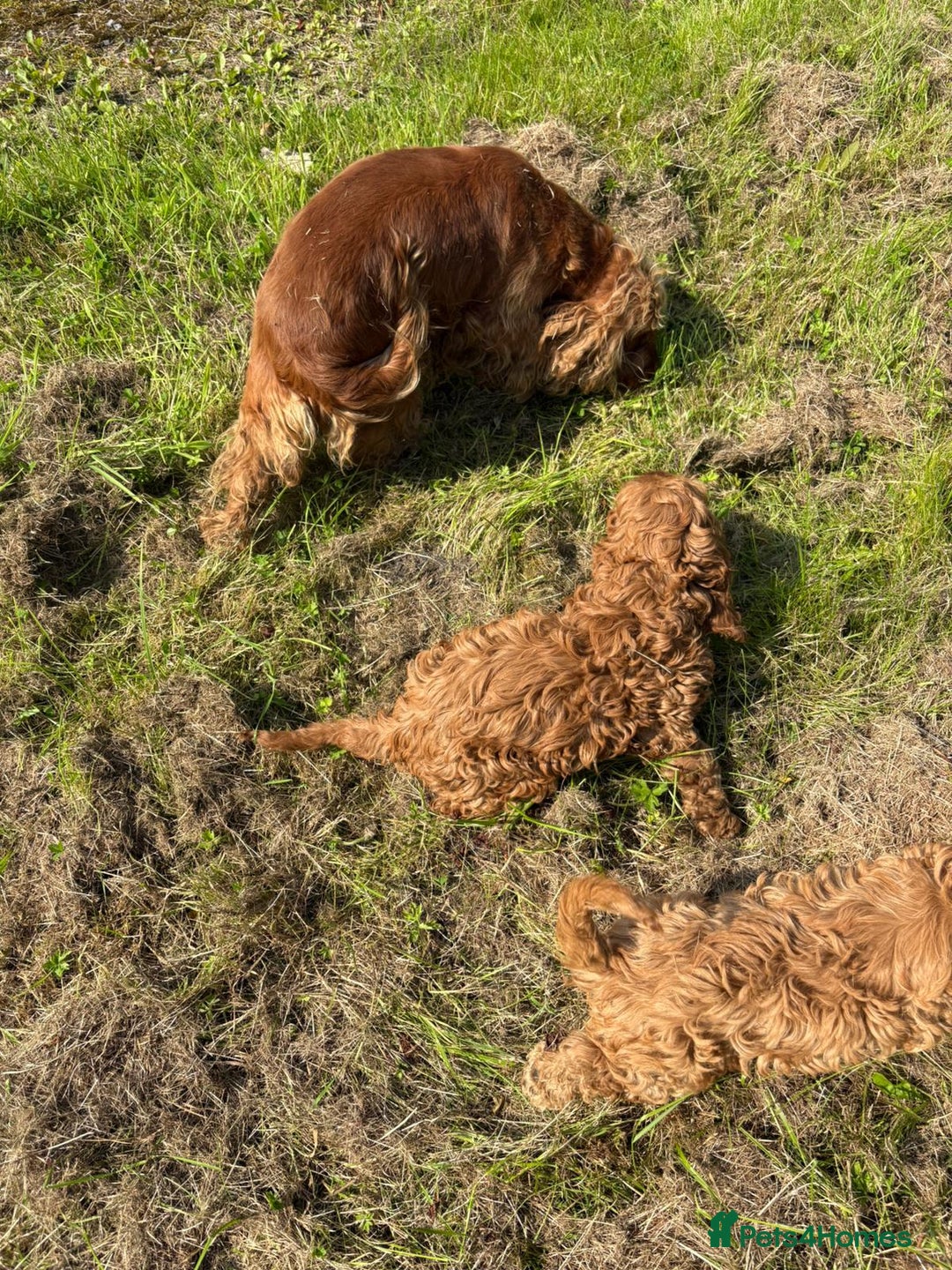 Cockapoo dogs for sale: Red Cockapoos for sale - Image 4