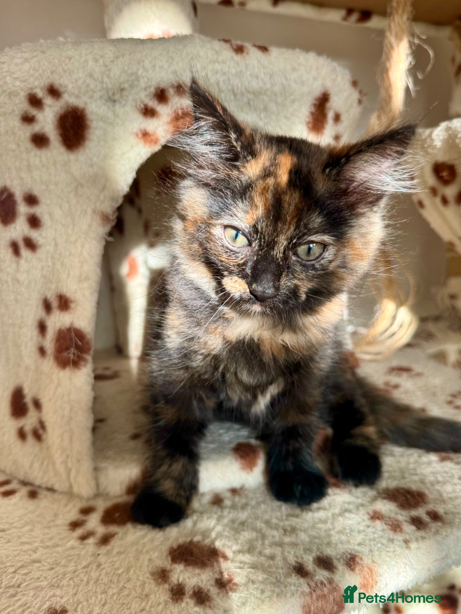 Mixed Breed cats OnLY 3 KITTENS LEFT 4 Fluffy kittens ready to go  - Advert 2