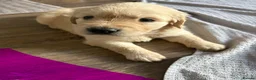 Golden Retriever dogs for sale: Golden retriever puppies - Advert 2