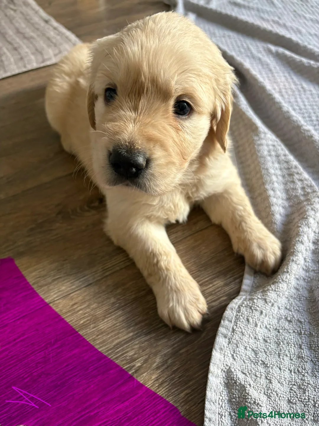 Golden Retriever dogs for sale: Golden retriever puppies - Advert 2