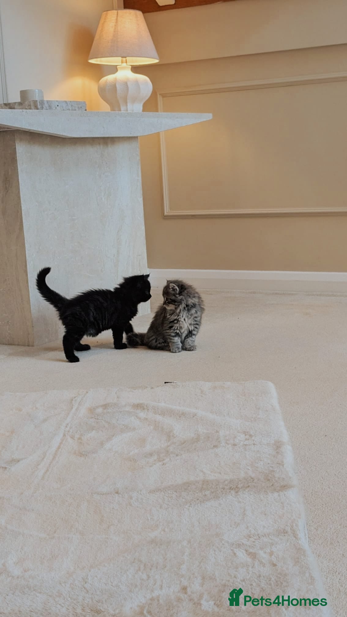 Siberian cats 🐾 Stunning Purebred Siberian Kittens–Ready Now 🐾 - Advert 2